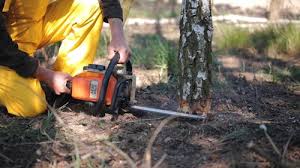 Trusted Morgans Point Resort, TX  Tree Services Experts