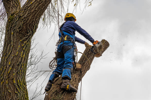 Best Root Management and Removal  in Morgans Point Resort, TX