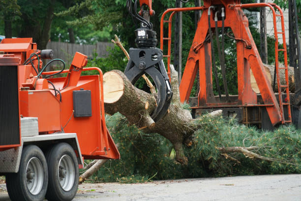 How Our Tree Care Process Works  in  Morgans Point Resort, TX